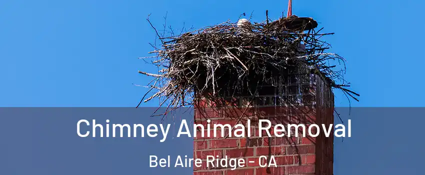 Chimney Animal Removal Bel Aire Ridge - CA