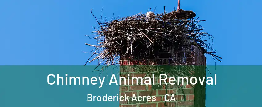 Chimney Animal Removal Broderick Acres - CA