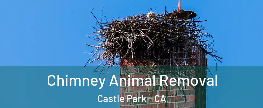 Chimney Animal Removal Castle Park - CA