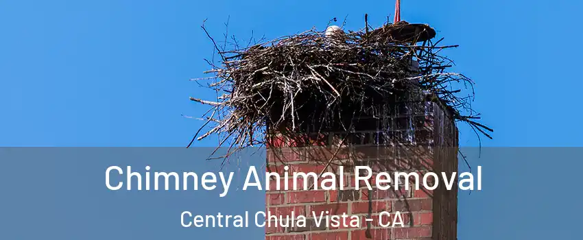 Chimney Animal Removal Central Chula Vista - CA