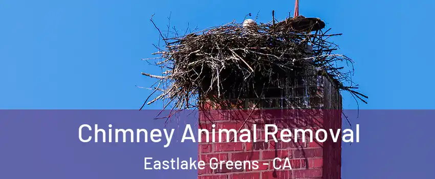 Chimney Animal Removal Eastlake Greens - CA