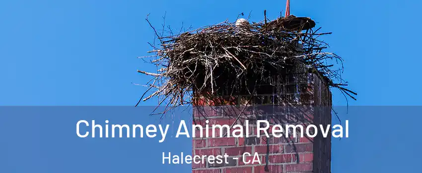 Chimney Animal Removal Halecrest - CA
