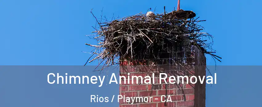 Chimney Animal Removal Rios / Playmor - CA
