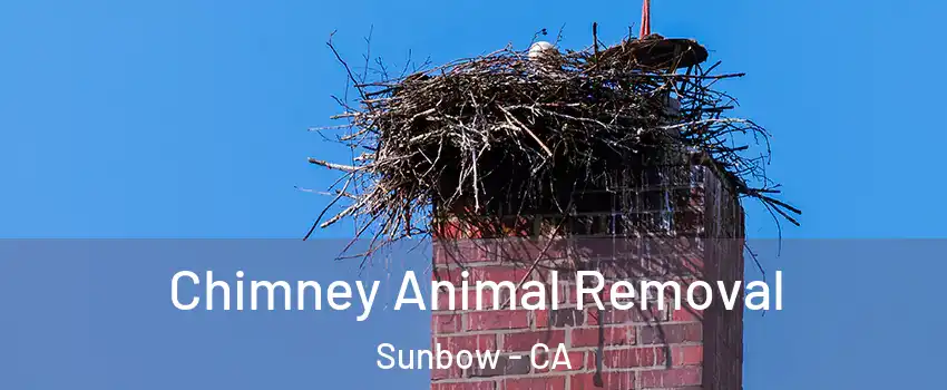 Chimney Animal Removal Sunbow - CA
