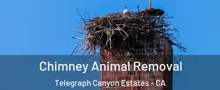 Chimney Animal Removal Telegraph Canyon Estates - CA
