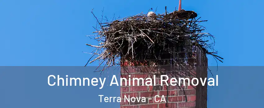 Chimney Animal Removal Terra Nova - CA