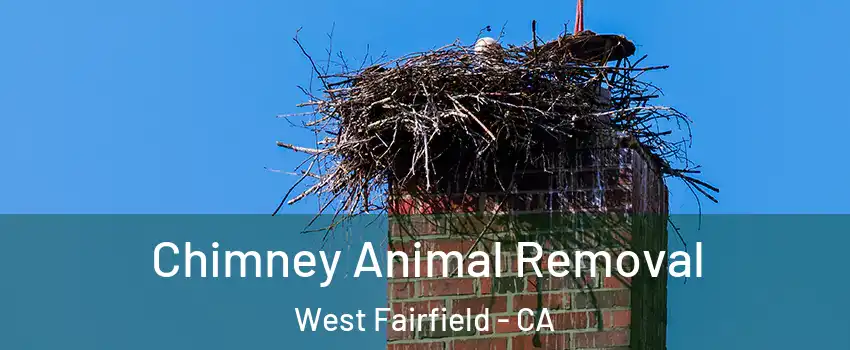 Chimney Animal Removal West Fairfield - CA