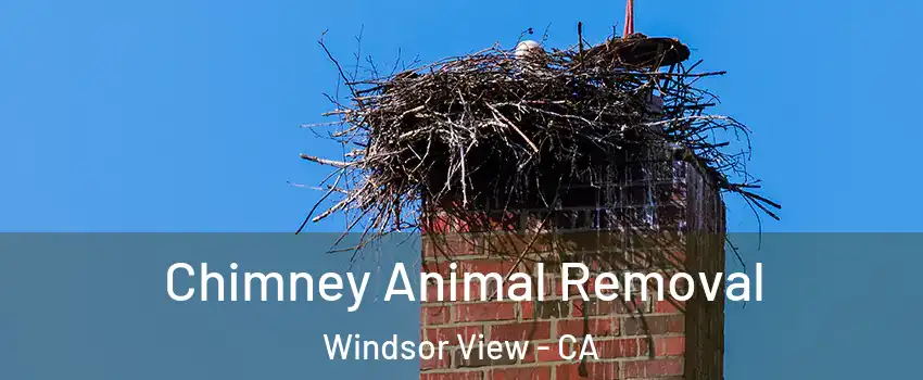 Chimney Animal Removal Windsor View - CA