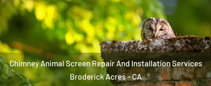 Chimney Animal Screen Repair And Installation Services Broderick Acres - CA