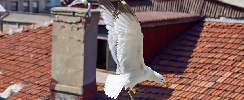 Residential Chimney Animal Removal Solution in Hillsborough, CA